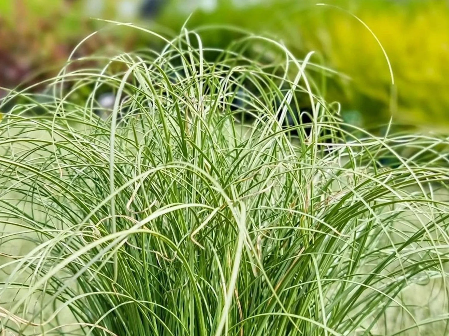 Carex morrowii "Frosted Curls"