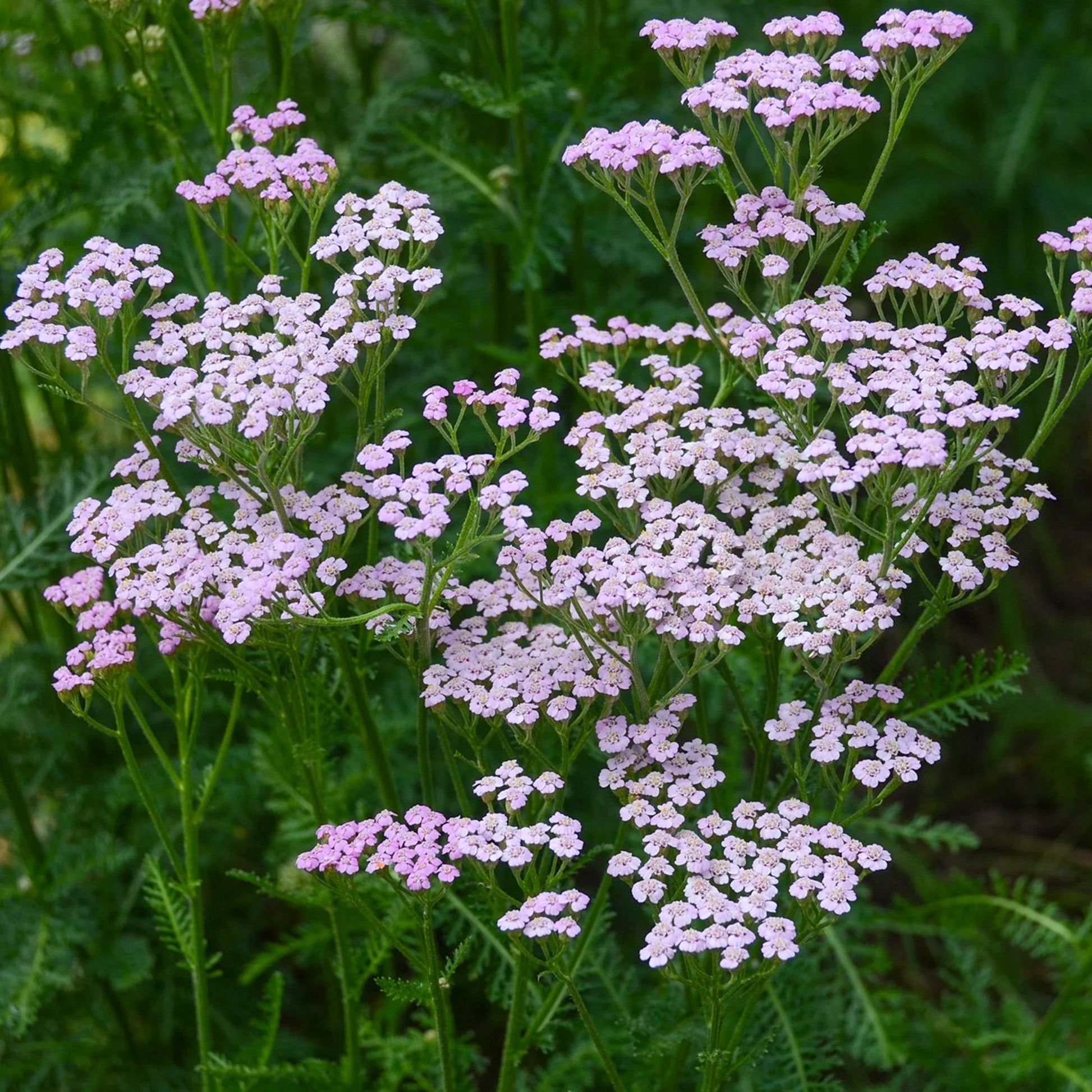Achillea millefolium "Lilac Beauty"