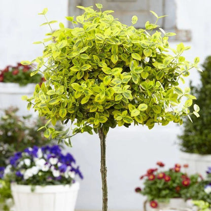 Salba aurie „Emerald Gold” pomisor / Euonymus fortunei "Emerald Gold"/ - Gradina Noastra