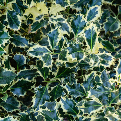 Laur sfant „Argenteomarginata” minge / Ilex aquifolium "Argenteomarginata"/