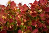 Dracila "Ruby Star" / Berberis thunbergii "Ruby Star" / - Gradina Noastra