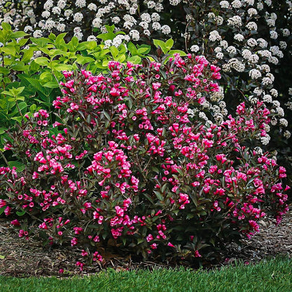 Weigela mix / Weigela florida "Purpurea", "Nana Variegata",  "Red Prince" /