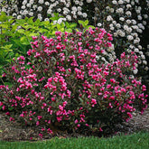 Weigela "Purpurea" / Weigela florida "Purpurea"/ - Gradina Noastra