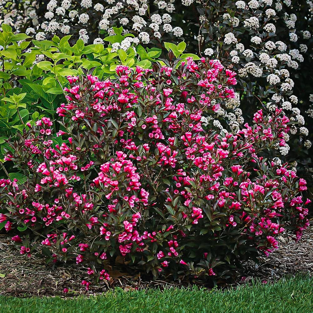 Weigela "Purpurea" / Weigela florida "Purpurea"/ - Gradina Noastra