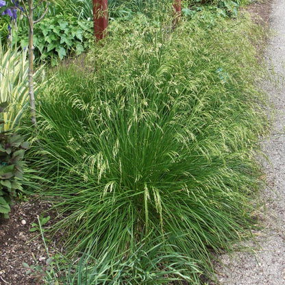 Deschampsia cespitosa "Goldtau"