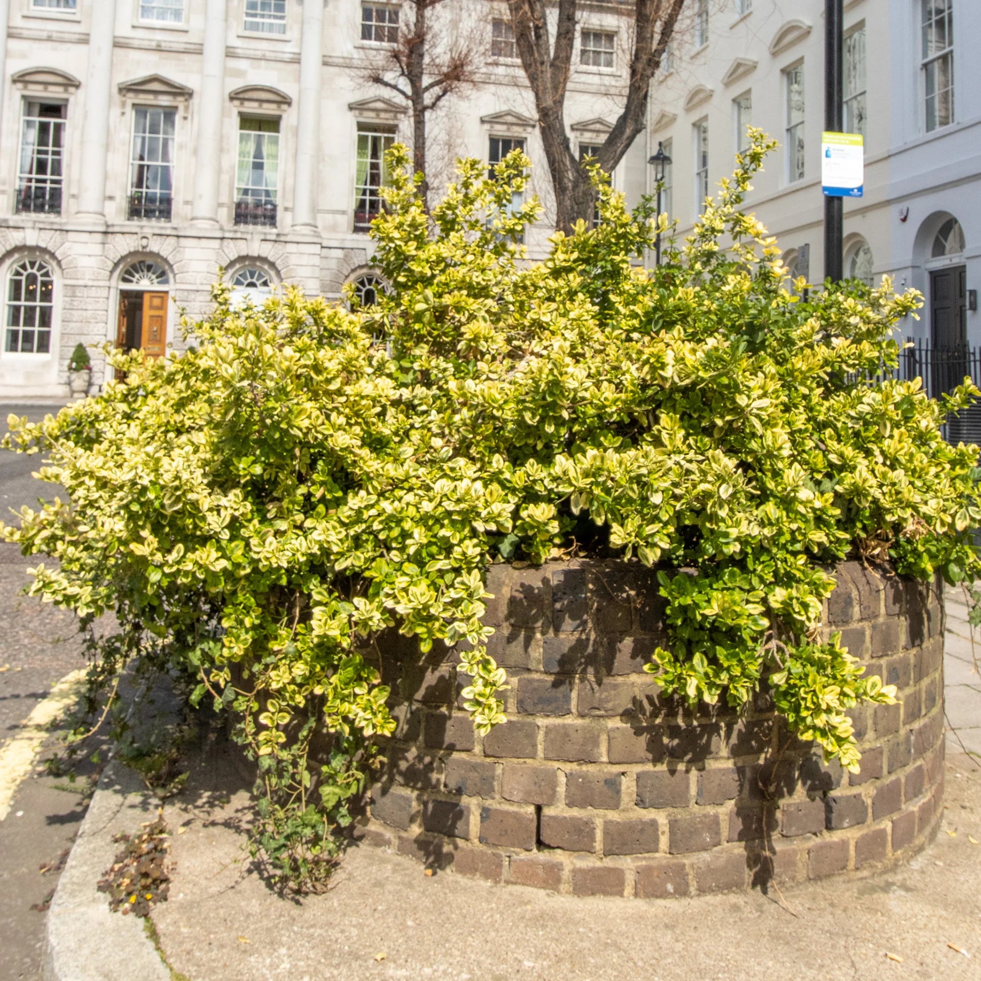 Salba aurie „Emerald Gold” / Euonymus fortunei "Emerald Gold"/