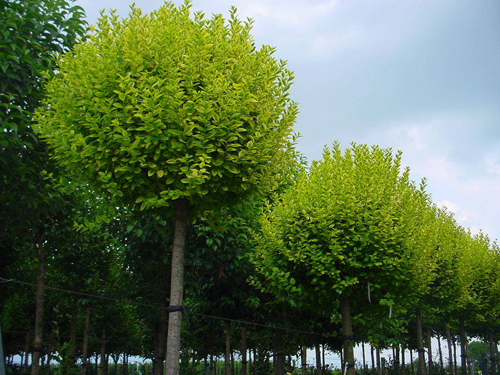 Lemn cainesc auriu pomisor / Ligustrum "Ovalifolium Aureum " - Gradina Noastra