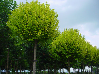 Lemn cainesc auriu pomisor / Ligustrum "Ovalifolium Aureum " - Gradina Noastra