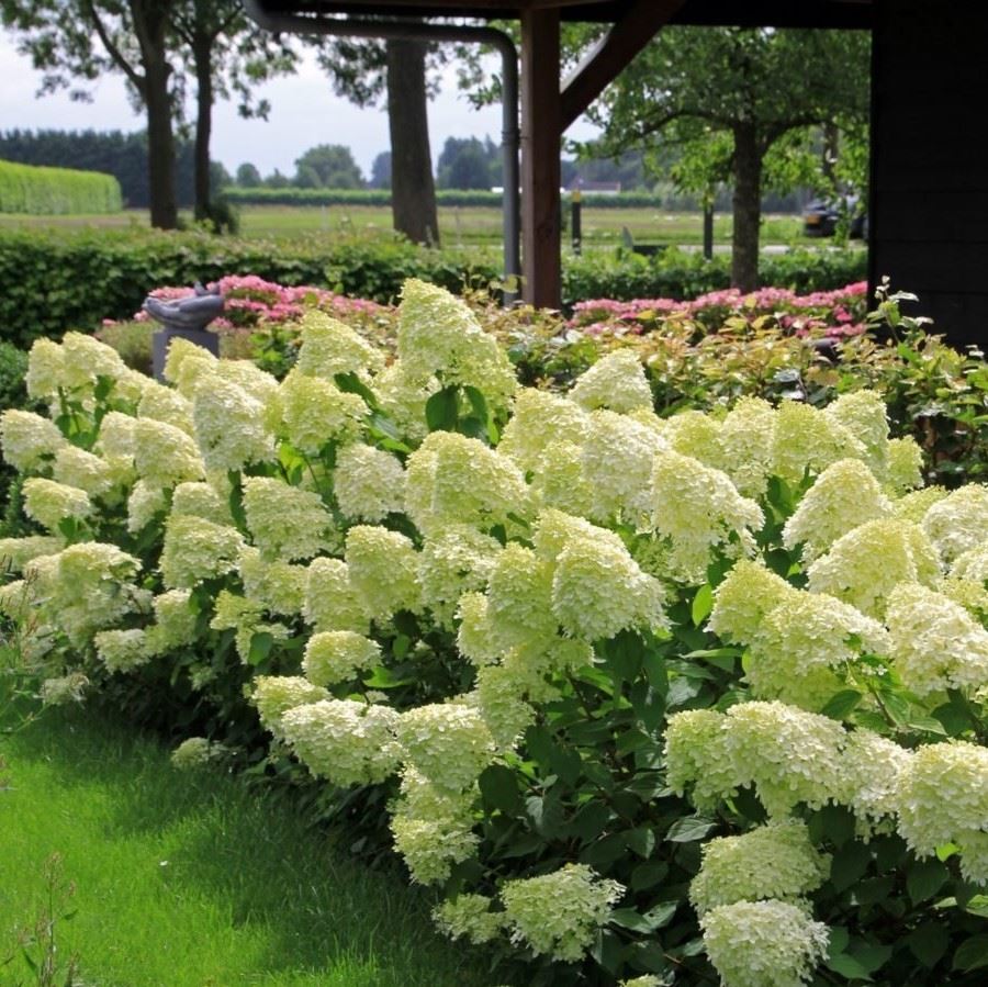 Hortensia paniculata "Mojito" / Hydrangea paniculata "Mojito" / by gradina-noastra