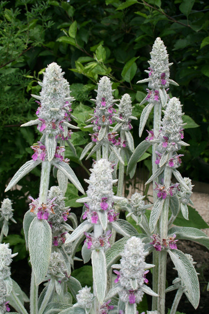 Stachys byzantina - Gradina Noastra
