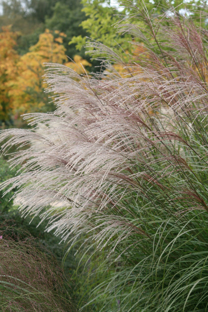 Iarba elefantului "Ferner Osten" / Miscanthus sinensis "Ferner Osten"/ - Gradina Noastra