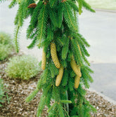 Molid "Inversa" / Picea abies &