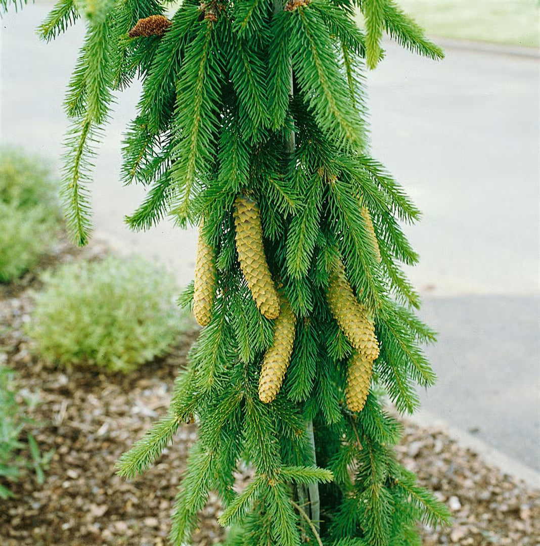 Molid "Inversa" / Picea abies &