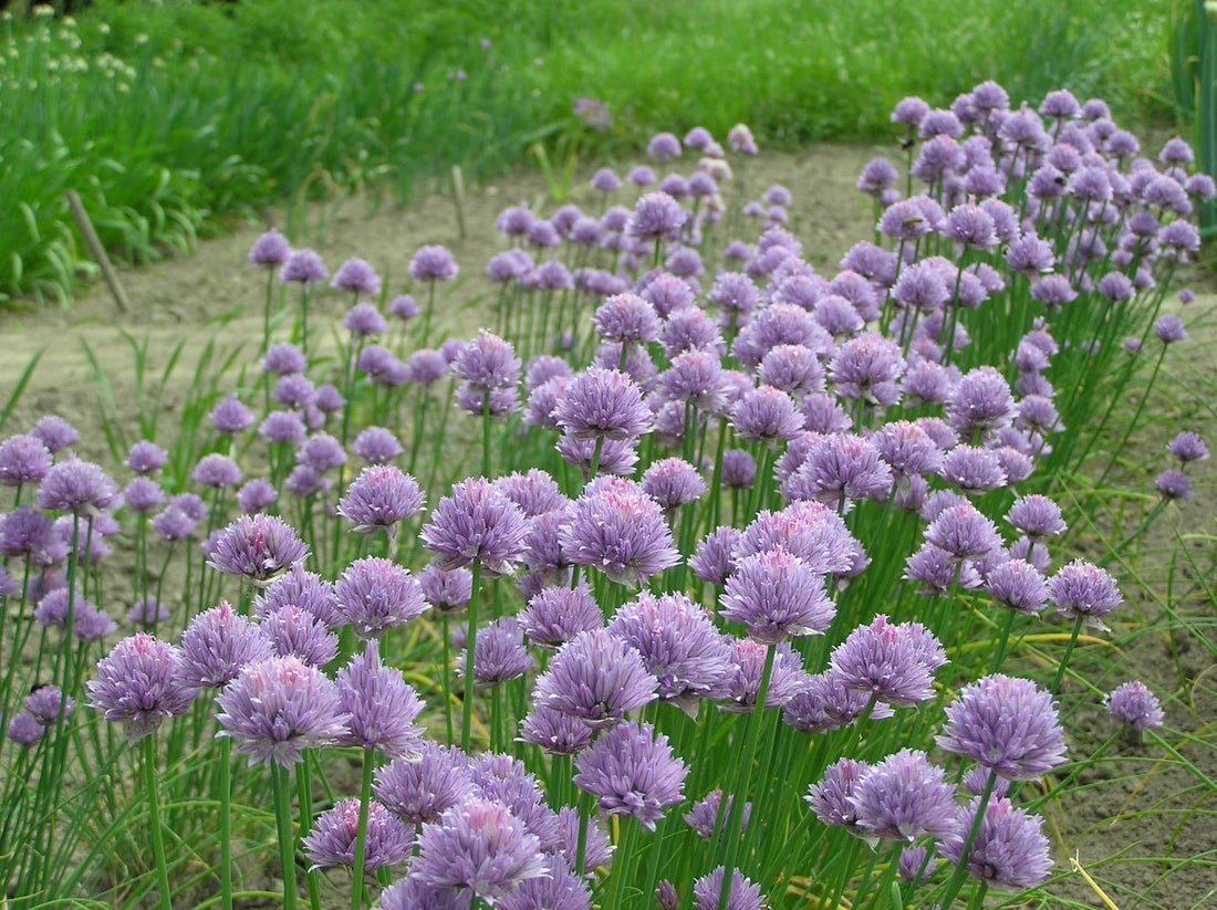 Allium schoenoprasum 0.10 - 0.20 m by Gradina Noastra