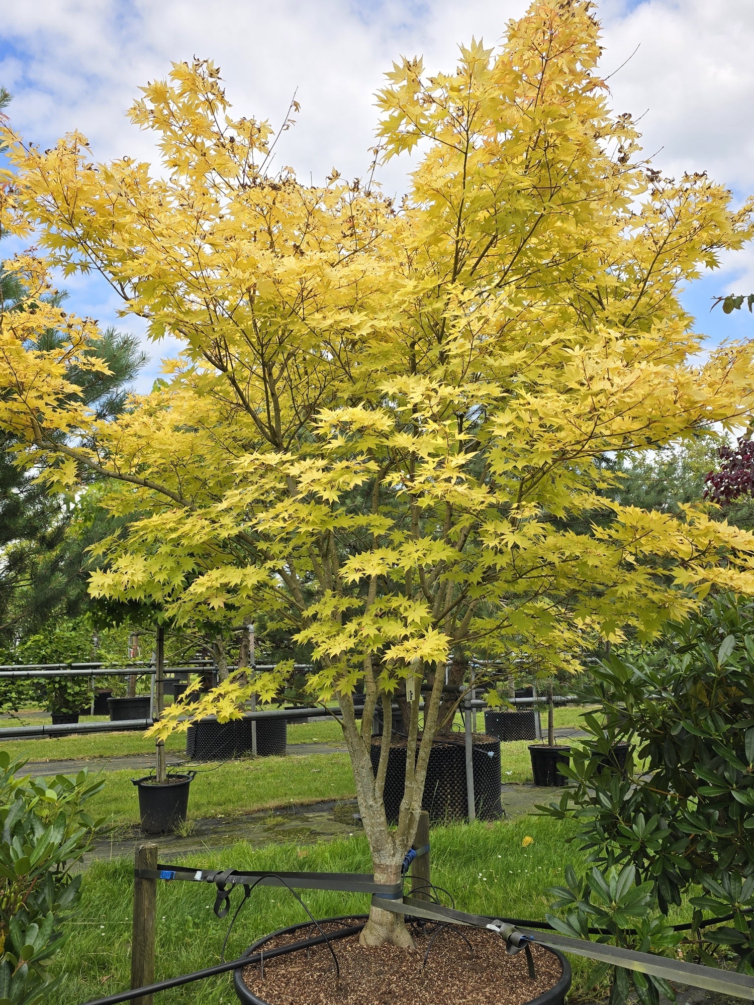 Artar japonez "Summergold" /Acer palm"Summergold"/