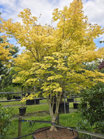 Artar japonez "Summergold" /Acer palm"Summergold"/