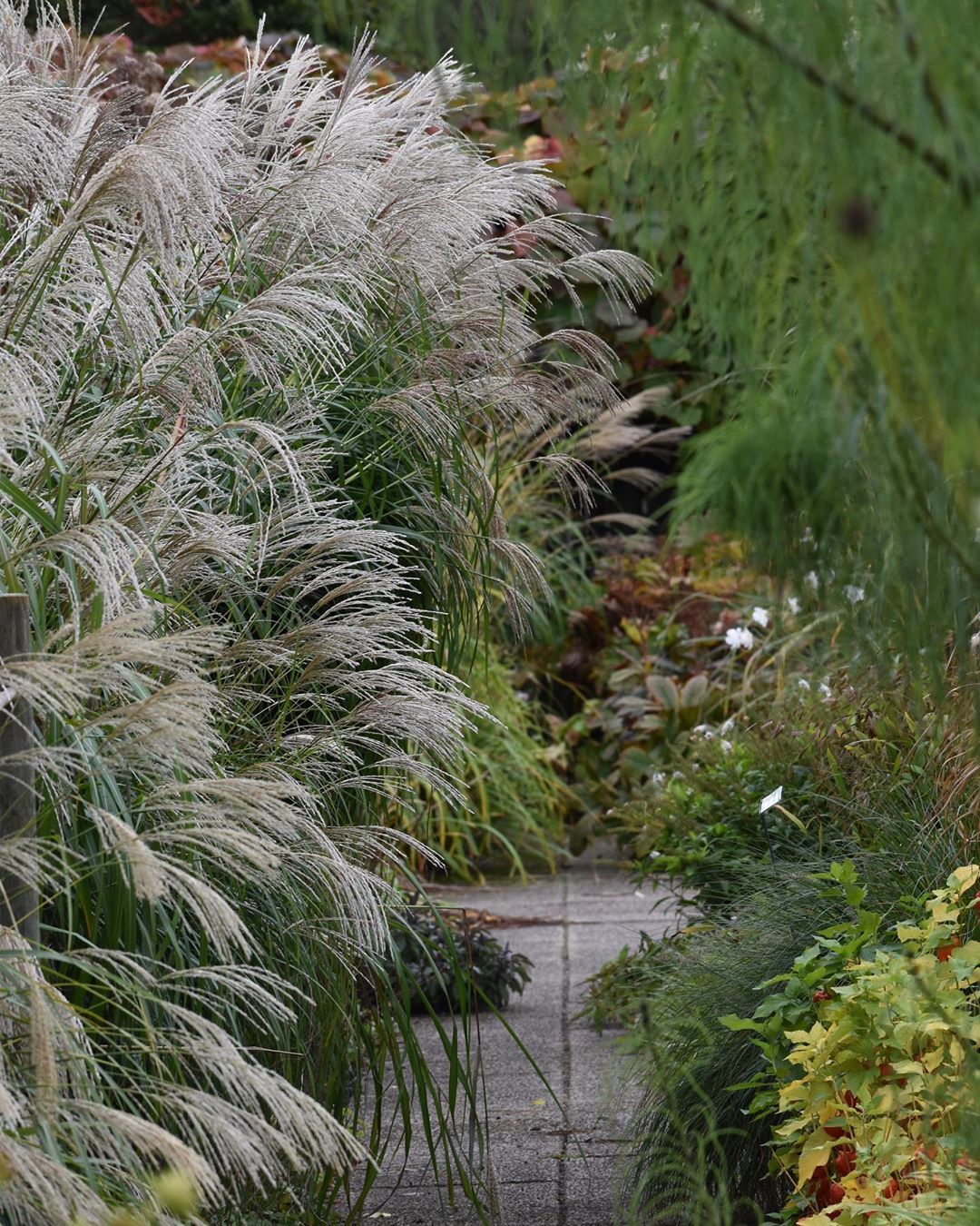 Iarba elefantului "Flamingo" /Miscanthus sinensis Flamingo/