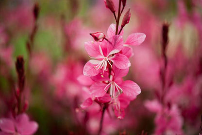 Gaura lindheimeri "Ruby Ruby" - Gradina Noastra