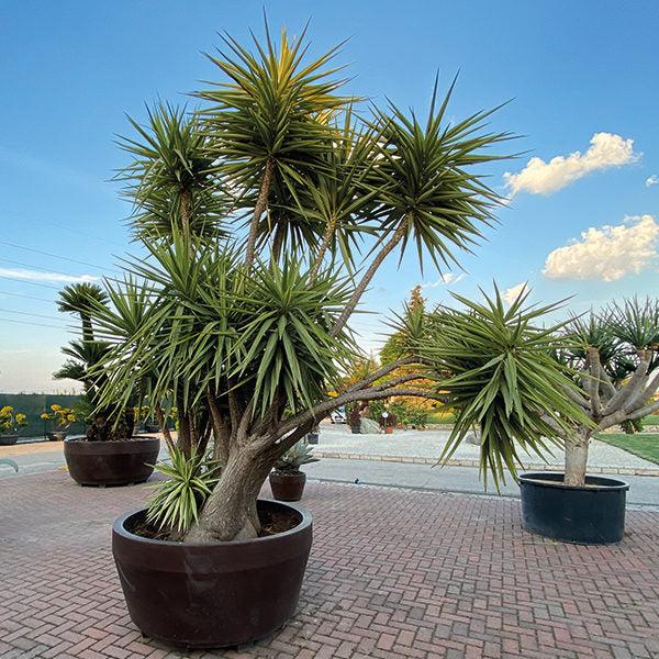 Yucca gloriosa &quot;Variegata&quot; 0.80 - 1.00 m / Yucca gloriosa &quot;Variegata&quot;/