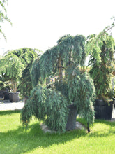 Cedru de Himalaya "Feelin Blue " / Cedrus deodara "Feelin Blue"/ - Gradina Noastra