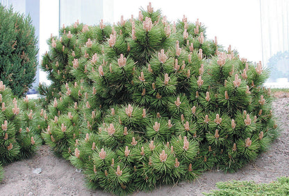 Pin Pitic Pumilio  /"Pinus Mugo Pumilio"/