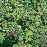 Zmeur "Heritage" /Rubus idaeus &