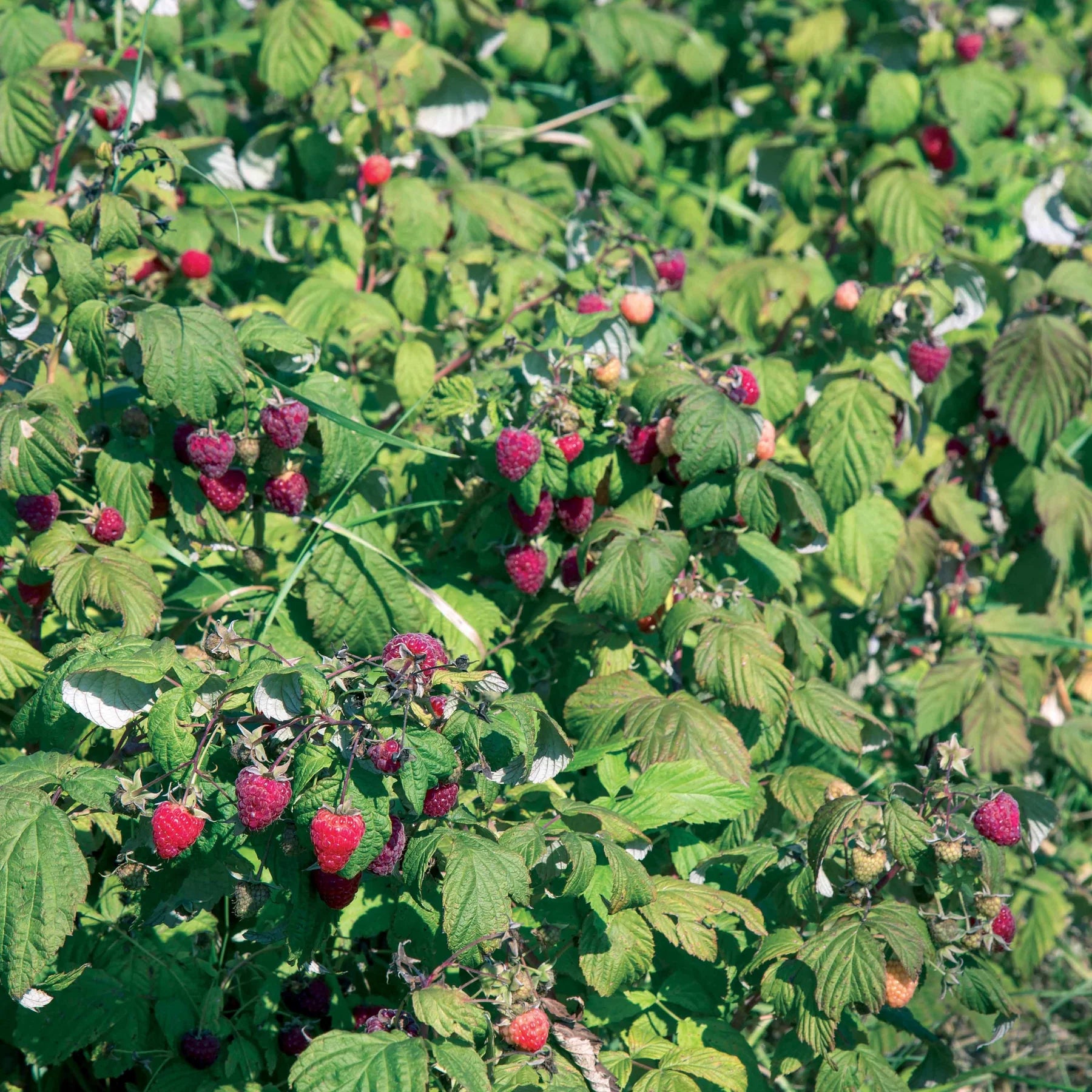 Zmeur "Heritage" /Rubus idaeus &