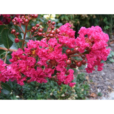 Indian Lilac &quot;Caroline Beauty&quot; tree 1.70 - 2.00 m / Lagerstroemia Indica &quot;Caroline Beauty&quot; /