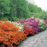 Azalee japonica diferite soiuri mix/buc/ Azalea japonica mix/buc / - Gradina Noastra