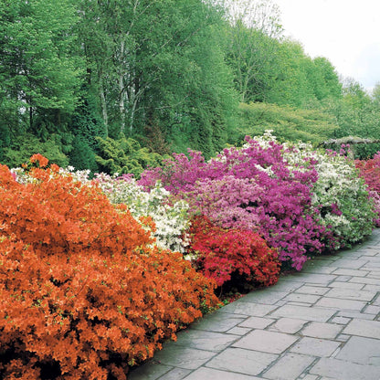 Azalee japonica diferite soiuri mix/buc/ Azalea japonica mix/buc / - Gradina Noastra
