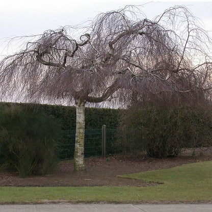 Mesteacan curgator &