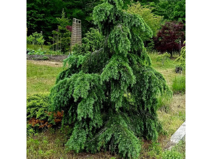 Cedru de Himalaya "Feelin Blue " / Cedrus deodara "Feelin Blue"/ - Gradina Noastra