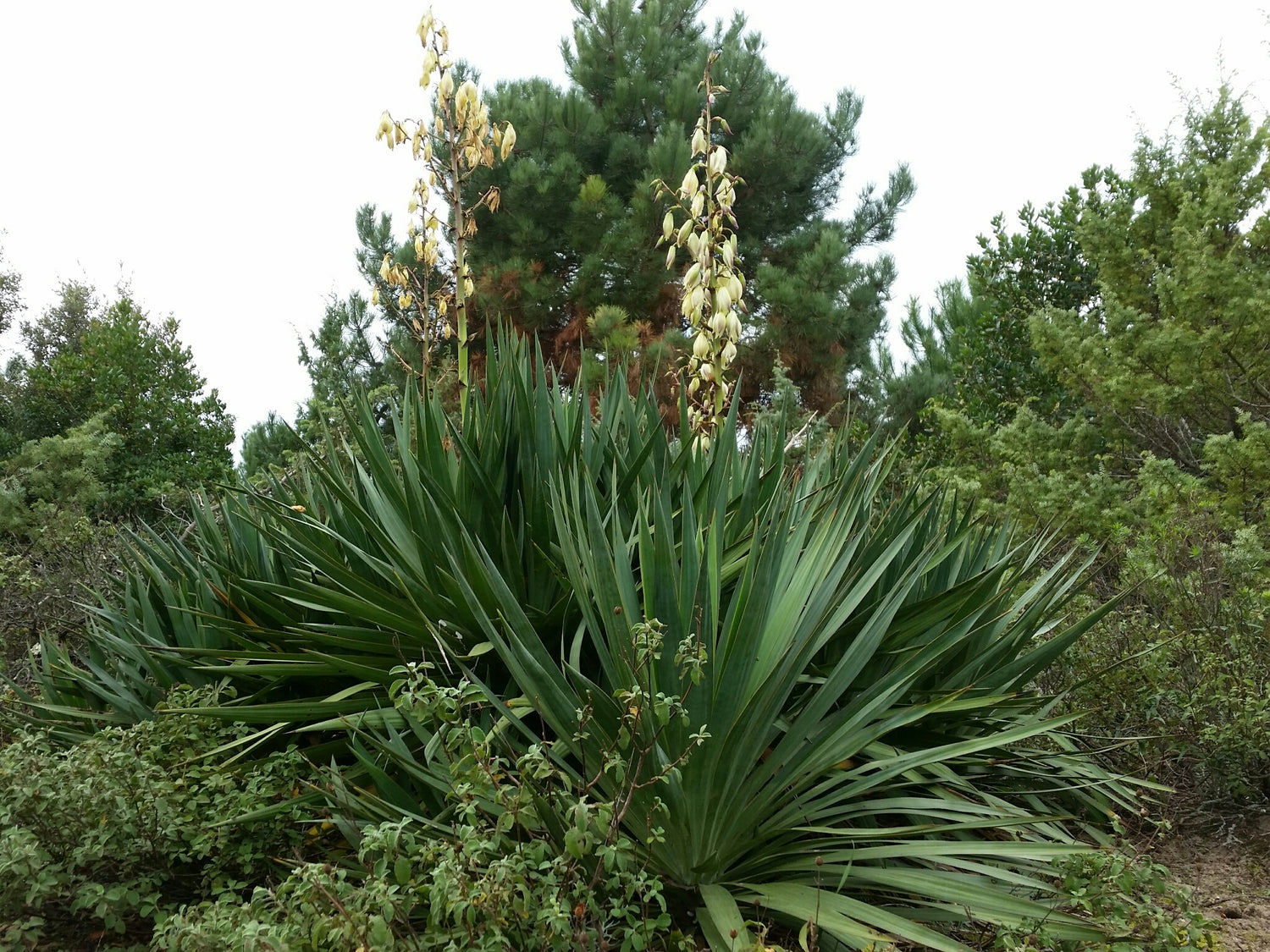 Yucca gloriosa / Yucca gloriosa /