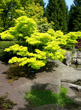 Artar japonez "Aureum" / Acer shirasawanum "Aureum" / - Gradina Noastra