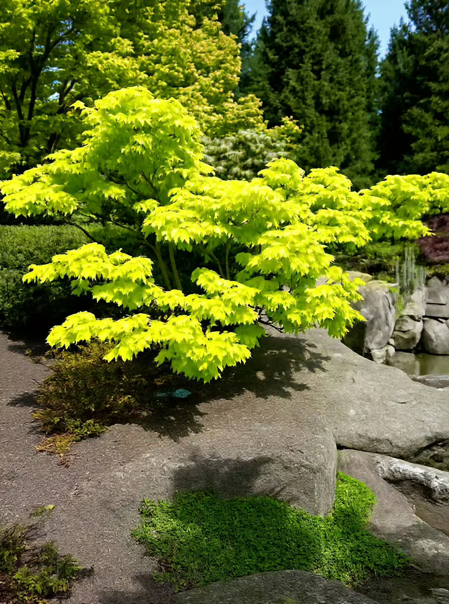 Artar japonez "Aureum" / Acer shirasawanum "Aureum" / - Gradina Noastra