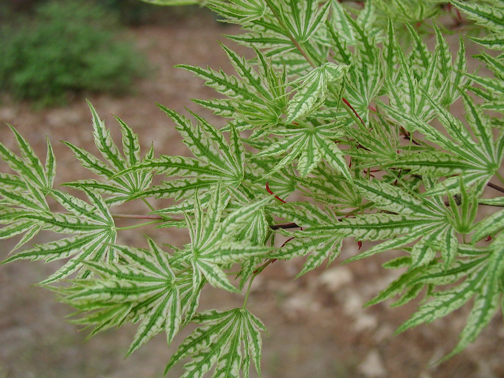 Artar japonez "Higasayama" 1.20 - 1.50 m / Acer palmatum "Higasayama"/ by gradina-noastra
