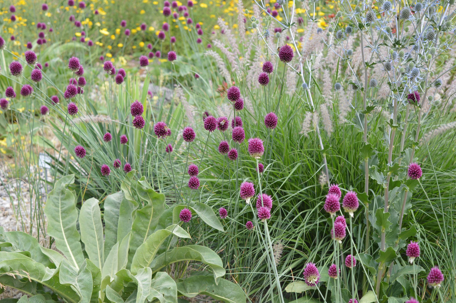 Allium sphaerocephalon