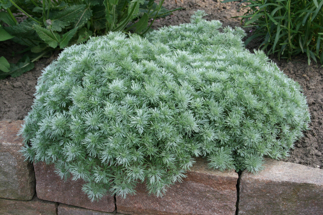 Tarhon decorativ pitic / Artemisia schmidtiana "Nana" - Gradina Noastra