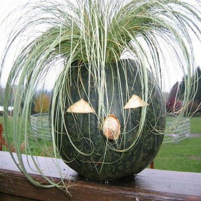 Carex morrowii &quot;Frosted Curls&quot; 0.20 - 0.30 m