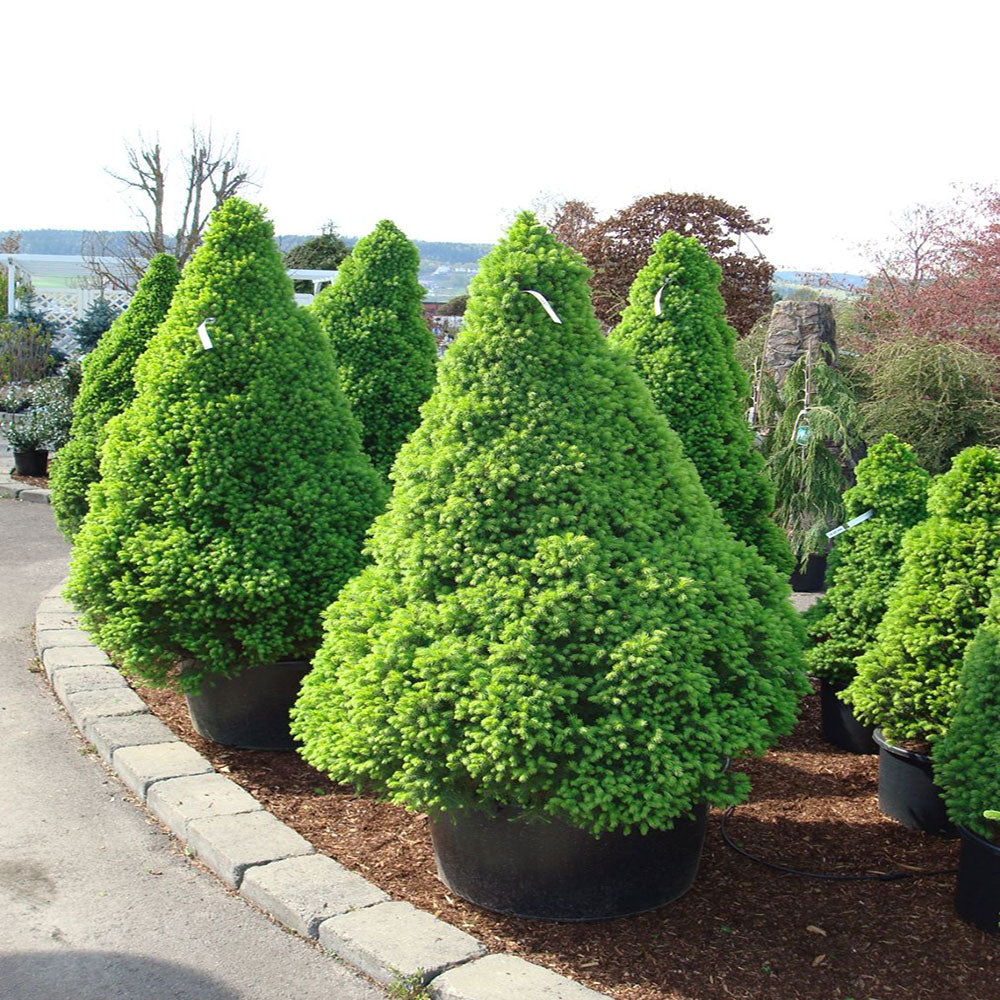 Molid conic pitic / Picea glauca "Conica" / - Gradina Noastra