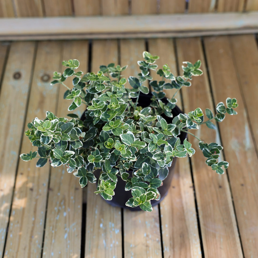 Salba japoneza „Emerald Gaiety” 0.20 - 0.40 m / Euonymus fortunei „Emerald Gaiety” / by gradina-noastra