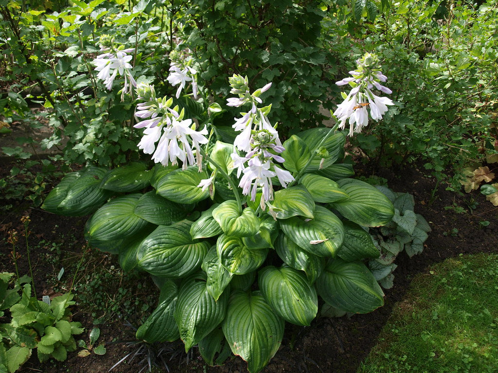 Crin de toamna "Guacamole" / Hosta "Guacamole" - Gradina Noastra