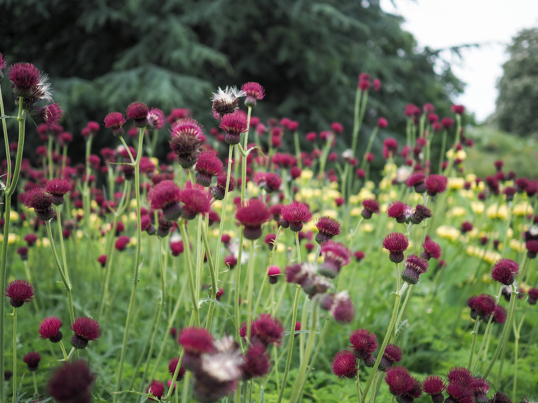 Cirsium rivulare "Atropurpureum" 0.30 - 0.40 m by Gradina Noastra