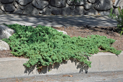 Ienupar acoperitor de sol pitic "Nana" / Juniperus  procumbens "Nana"/