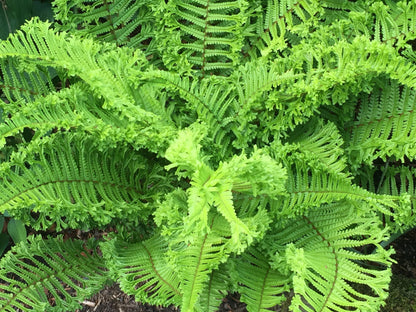 Dryopteris affinis "Crispa"