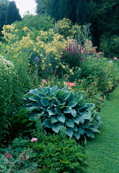 Crin de toamna "Halcyon" / Hosta "Halcyon" - Gradina Noastra