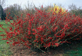 Gutui japonez mix/buc /Chaenomeles japonica mix / buc/ - Gradina Noastra