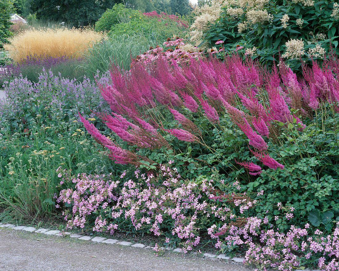 Astilbe chinensis "Purpulanze"