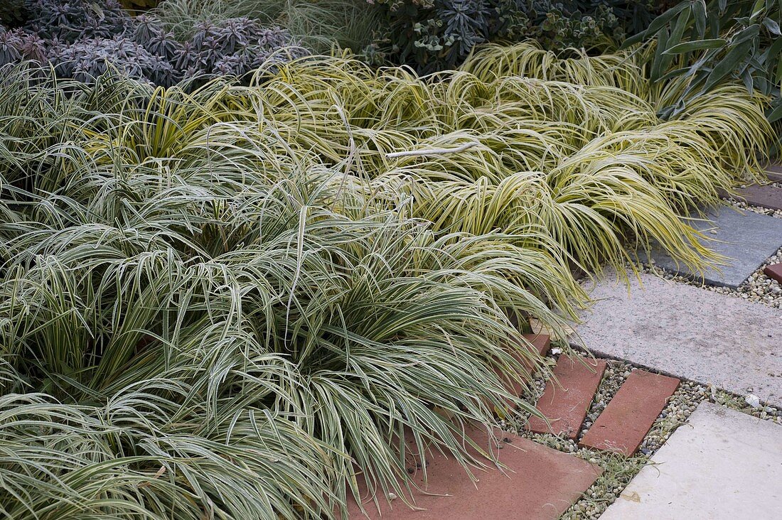 Acorus gramineus  „Ogon”