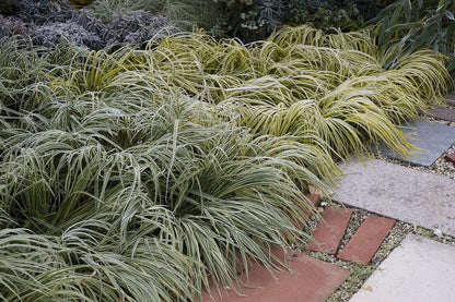 Acorus gramineus  „Ogon”